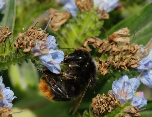 Spain Protects Bumblebees, Hoverflies and a Butterfly for the First Time in a Historic Step for Pollinator Conservation